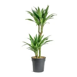 Dracaena Deremensis Warneckii - Multi Stem -Plant potted plants Dracaena deremensis Warneckii Multi Stem 401f4d6b 3efd 497d 89eb 216dc3421977