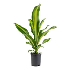 Dracaena Fragrans Burley -Plant potted plants Dracaena fragrans Burley 14x40cm