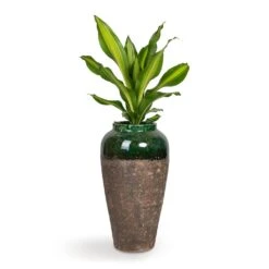 Lindy Bottle Plant Vase - Black Green -Plant potted plants Dracaena fragrans Burley 14x40cm Lindy Bottle Plant Vase Black Green 28x50cm b5d9cc82 e6aa 4ca1 9f4f 7f16ea3a459b