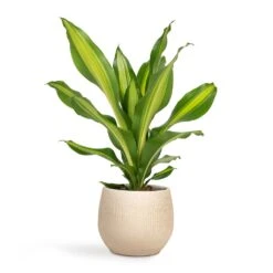 Ryan Plant Pot - Sand Gold -Plant potted plants Dracaena fragrans Burley 14x40cm Ryan Plant Pot Sand Gold 18x16cm bc91e5f0 e777 49a7 bd8d fedd7ffd2765