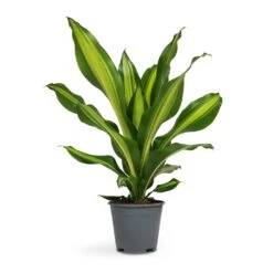 Dracaena Fragrans Burley -Plant potted plants Dracaena fragrans Burley 14x40cm full size