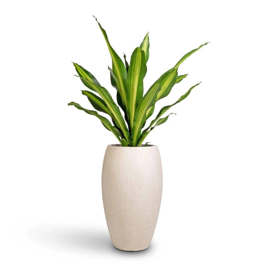 Raindrop Tall Balloon Planter - Stone 4 Raindrop Tall Balloon Planter - Stone - Image 2