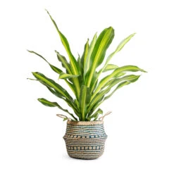 Dracaena Fragrans Burley -Plant potted plants Dracaena fragrans Burley 24x100cm Seagrass Tribal Basket Teal Lined 35x30cm 18f1d23f e7f5 4fe5 8b85 8d3e0d99274f