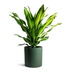 Max Refined Planter - Pine Green 26 Max Refined Planter - Pine Green -Plant potted plants Dracaena fragrans Burley Max Refined Planter Pine Green