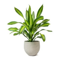 Mini Orb Kevan Plant Pot - Grey Washed -Plant potted plants Dracaena fragrans Burley Mini Orb Kevan Plant Pot Grey Washed 6a4aa268 ee60 4c06 a4b3 a8f32e7e336e