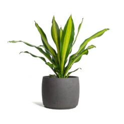 Mini Valerie Plant Pot - Black Washed -Plant potted plants Dracaena fragrans Burley Mini Valerie Plant Pot Black Washed