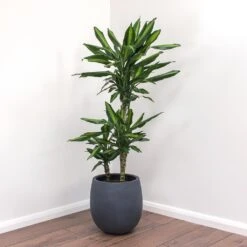 Dracaena Fragrans Cintho - Multi Stem -Plant potted plants Dracaena fragrans Cintho Balloon Plant Pot Natural Concrete