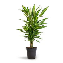 Dracaena Fragrans Cintho - Branched -Plant potted plants Dracaena fragrans Cintho Branched 21x70cm