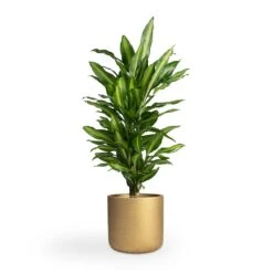 Dracaena Fragrans Cintho - Branched -Plant potted plants Dracaena fragrans Cintho Branched 21x70cm Charlie Plant Pot Metallic Gold 25x24cm