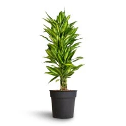 Dracaena Fragrans Cintho - Branched -Plant potted plants Dracaena fragrans Cintho Branched 27x120cm