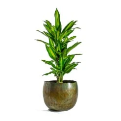 Dracaena Fragrans Cintho - Branched -Plant potted plants Dracaena fragrans Cintho Branched Ellen Metal Plant Pots Set of 3 Vintage Green