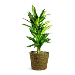 Dracaena Fragrans Cintho - Branched -Plant potted plants Dracaena fragrans Cintho Branched selin Plant Basket Camel plant pot