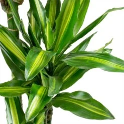 Dracaena Cintho - Multi Stem - HydroCare -Plant potted plants Dracaena fragrans Cintho Leaves 01140b6f d019 4c9e 906b 917a04ec92c7