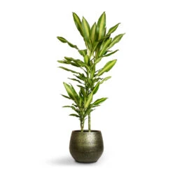 Noor Plant Pot - Velvet Green -Plant potted plants Dracaena fragrans Cintho Multi Stem 19x100cm 2stems Noor Plant Pot Velvet Green 27x25cm