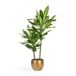 Dracaena Fragrans Cintho - Multi Stem -Plant potted plants Dracaena fragrans Cintho Multi Stem 19x80cm 2stems Ellen Metal Plant Pots Set3 Brass