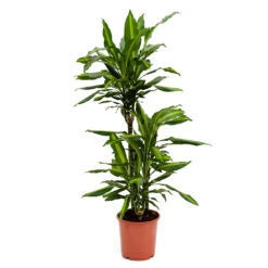 Dracaena Fragrans Cintho - Multi Stem -Plant potted plants Dracaena fragrans Cintho Multi Stem