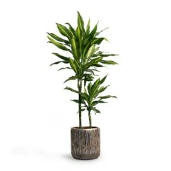 Luxe Lite Waterfall Cylinder Planter - Bronze 24 Luxe Lite Waterfall Cylinder Planter - Bronze -Plant potted plants Dracaena fragrans Cintho MultiStem 19x80cm Plant Pot Luxe Lite Waterfall Cylinder Planter Bronze 23x22 7fad771a df03 446c beec dd3b5e3fb87d