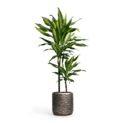 Luxe Lite Wrinkle Cylinder Planter - Bronze -Plant potted plants Dracaena fragrans Cintho MultiStem 19x80cm Plant Pot Luxe Lite Wrinkle Cylinder Planter Bronze 23x22cm 5accb601 5c04 4b6d ad5e 18e97cf69776