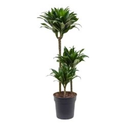 Dracaena Fragrans Compacta - Multi Stem -Plant potted plants Dracaena fragrans Compacta 3 Stem