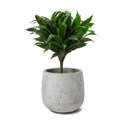 Dracaena Fragrans Compacta - Single Stem -Plant potted plants Dracaena fragrans Compacta Amber Plant Pot