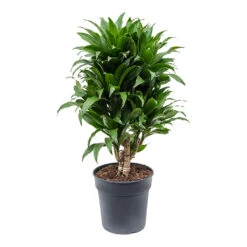 Dracaena Fragrans Compacta - Branched -Plant potted plants Dracaena fragrans Compacta Branched 21cm