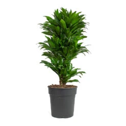 Dracaena Fragrans Compacta - Branched -Plant potted plants Dracaena fragrans Compacta Branched 24cm