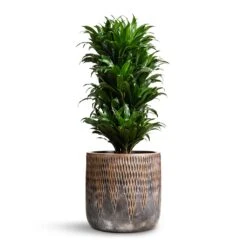 Luxe Lite Comet Cylinder Planter - Bronze -Plant potted plants Dracaena fragrans Compacta Branched 24x75cm Luxe Lite Comet Cylinder Planter Bronze 33x31cm 976326cc 1360 4465 8dd1 40a46bfee52c
