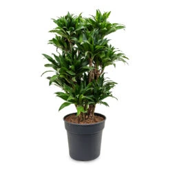 Dracaena Fragrans Compacta - Branched -Plant potted plants Dracaena fragrans Compacta Branched 30x100cm