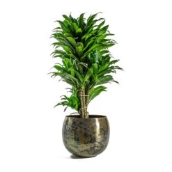 Kian Metal Plant Pots - Set Of 3 - Large - Sky Burn -Plant potted plants Dracaena fragrans Compacta Branched Kian Metal Plant Pots Set of 3 Large Sky Burn d40ff8c0 2d2a 40dc bd1b b2a0f43636de