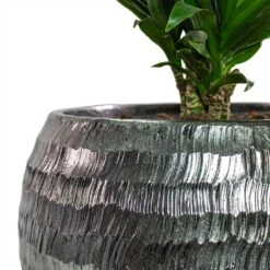 Opus Hammered Globe Planter - Silver -Plant potted plants Dracaena fragrans Compacta Branched Opus Hammered Globe Planter Silver Close Up