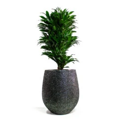 Opus Hit Darcy Planter - Silver -Plant potted plants Dracaena fragrans Compacta Branched Opus Hit Darcy Planter Silver