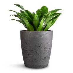 Dracaena Fragrans Compacta - Head -Plant potted plants Dracaena fragrans Compacta Head 12x25cm Gerben Plant Pot Black Washed 15x16cm