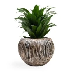 Luxe Lite Waterfall Globe Planter - Bronze 19 Luxe Lite Waterfall Globe Planter - Bronze -Plant potted plants Dracaena fragrans Compacta Head 12x25cm Luxe Lite Waterfall Globe Planter Bronze 28x20cm d7be6fe1 957c 4ec7 99ab 3e349d978411