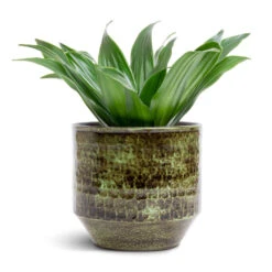 Sanna Plant Pot - Moss Green -Plant potted plants Dracaena fragrans Compacta Head 12x25cm Sanna Plant Pot Moss Green 15x13cm c86a134c 63e0 4575 9be0 83293b98281f