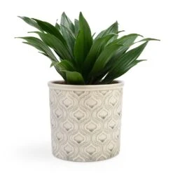Dracaena Fragrans Compacta - Head -Plant potted plants Dracaena fragrans Compacta Head 12x25cm Venetian Plant Pot Grey 16x14cm