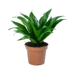 Dracaena Fragrans Compacta - Head -Plant potted plants Dracaena fragrans Compacta Head