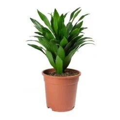 Dracaena Fragrans Compacta - Head -Plant potted plants Dracaena fragrans Compacta Head Large