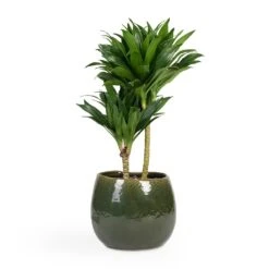 Dracaena Fragrans Compacta - Multi Stem -Plant potted plants Dracaena fragrans Compacta Multi Stem 17x55cm 2 stems Mischa Plant Pot Forest Green 24x22cm