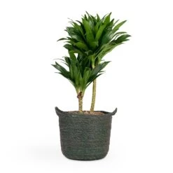 Dracaena Fragrans Compacta - Multi Stem -Plant potted plants Dracaena fragrans Compacta Multi Stem 17x55cm 2 stems Nelis Plant Basket Green 23x20cm