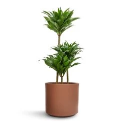 Dracaena Fragrans Compacta - Multi Stem -Plant potted plants Dracaena fragrans Compacta Multi Stem 21x100cm 3 stems Prague Plant Pot Mocha 28x24cm e0b3705a 187e 479d b39c 1f9a060a4b78