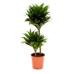 Dracaena Fragrans Compacta - Multi Stem -Plant potted plants Dracaena fragrans Compacta Multi Stem