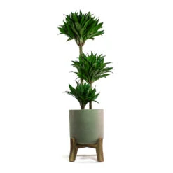 Charlie Plant Pot - Low Stand - Grey Washed -Plant potted plants Dracaena fragrans Compacta Multi Stem Charlie Plant Pot Low Stand Grey Washed