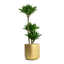 Dracaena Fragrans Compacta - Multi Stem -Plant potted plants Dracaena fragrans Compacta Multi Stem Charlie Plant Pot Metallic Gold 5a1761f3 7ae0 430f 8884 90608fcf4ff3