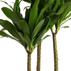 Dracaena Fragrans Compacta - Multi Stem -Plant potted plants Dracaena fragrans Compacta Multi Stem DETAIL 2