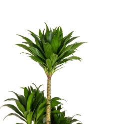 Dracaena Fragrans Compacta - Multi Stem -Plant potted plants Dracaena fragrans Compacta Multi Stem DETAIL