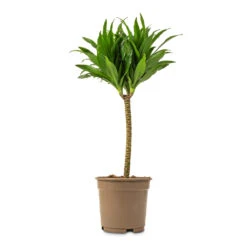 Dracaena Fragrans Compacta - Single Stem -Plant potted plants Dracaena fragrans Compacta Single Stem 17x65cm