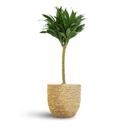 Dracaena Fragrans Compacta - Single Stem -Plant potted plants Dracaena fragrans Compacta Single Stem 17x65cm Cody Plant Pot Straw Grass 22x20cm