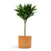 Dracaena Fragrans Compacta - Single Stem -Plant potted plants Dracaena fragrans Compacta Single Stem 17x65cm Hadleigh Plant Pot Amber 20x17.5cm