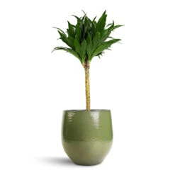 Dracaena Fragrans Compacta - Single Stem -Plant potted plants Dracaena fragrans Compacta Single Stem 17x65cm Zembla Plant Pot Green 22x20cm