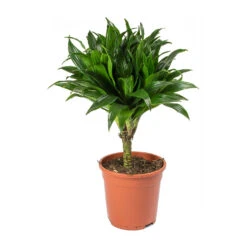 Dracaena Fragrans Compacta - Single Stem -Plant potted plants Dracaena fragrans Compacta Single Stem